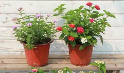 声控主播爆料视频大全最新,揭秘视频大全背后的精彩瞬间  第3张 声控主播爆料视频大全最新,揭秘视频大全背后的精彩瞬间  第3张