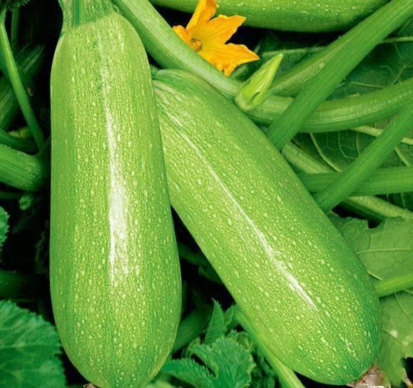 网红瓜太熟可以吃吗视频,口感与营养大揭秘  第3张 网红瓜太熟可以吃吗视频,口感与营养大揭秘  第3张