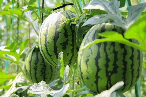 吃瓜网 - 免费吃瓜,免费吃瓜,畅享娱乐盛宴  第3张 吃瓜网 - 免费吃瓜,免费吃瓜,畅享娱乐盛宴  第3张