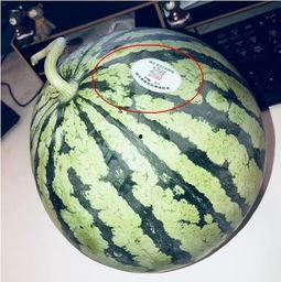 吃瓜网红术语,吃瓜群众必备的网红术语全解析  第3张 吃瓜网红术语,吃瓜群众必备的网红术语全解析  第3张